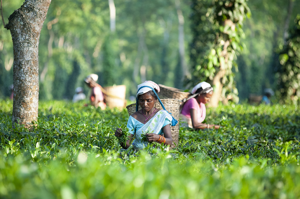 Tea pickers