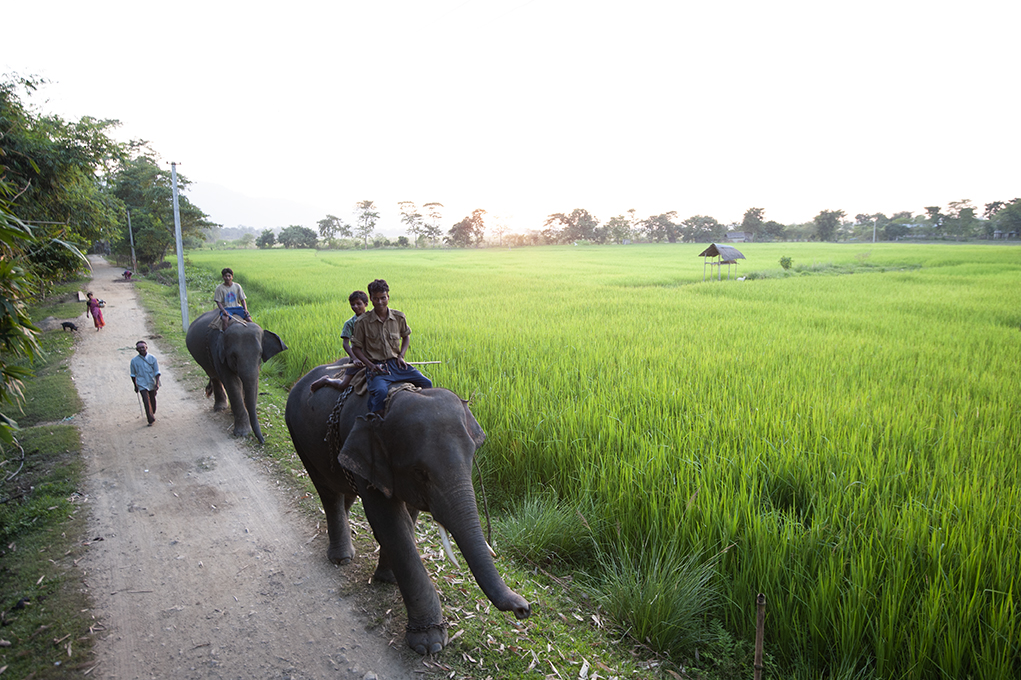 Assam elephants